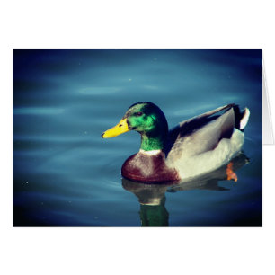 Pato
