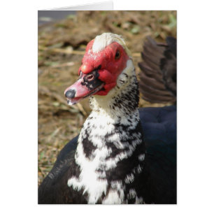 Pato criollo macho