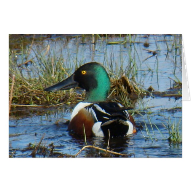 Pato cuchara norteño B25 (Anverso (Horizontal))