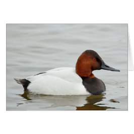 Pato de Canvasback Drake