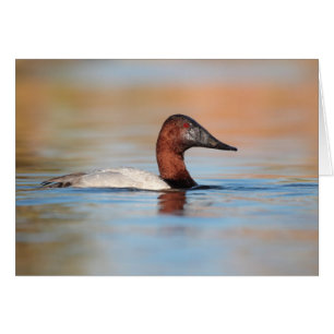 Pato de espalda espumosa masculina