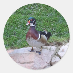 Pato de madera #4 Pegatinas