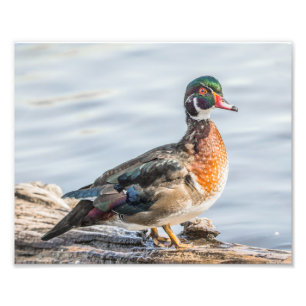 Pato de madera en una impresión de fotografía de r
