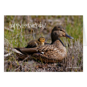 Pato de mamá mallard de Cute Chillin y Duckland be
