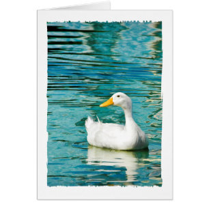 Pato de Pekin Blanco - Foto de la naturaleza en re