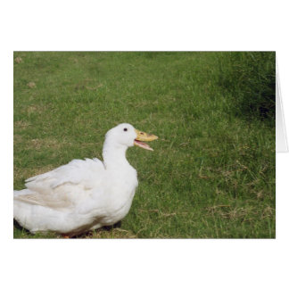 Pato de pekin con billete abierto sobre hierba ver