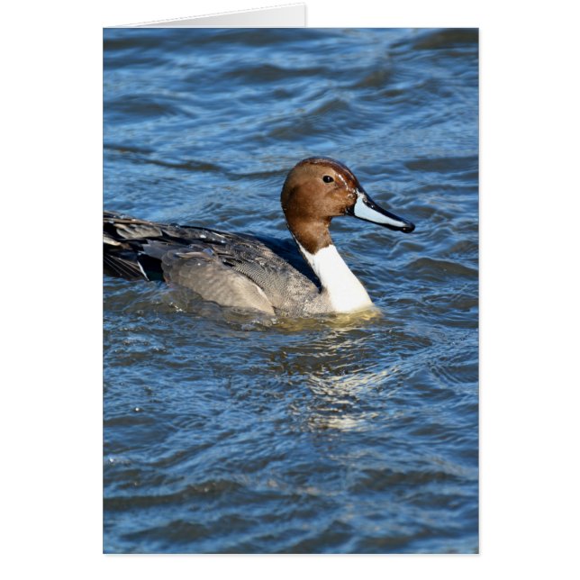 Pato de pintail del norte (Frente)