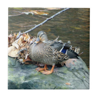 Pato del pato silvestre en la baldosa cerámica