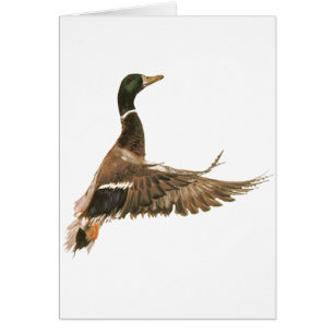 Pato del pato silvestre en vuelo