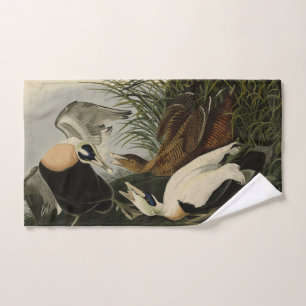 Pato Eider, Eider Común, Aves Audubon de América