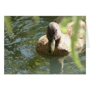 Pato en el agua