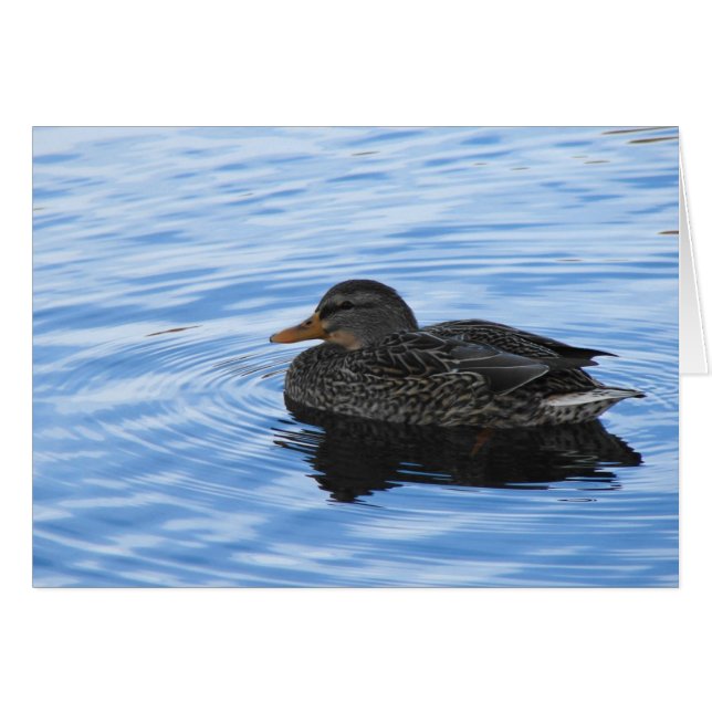 Pato en el agua (Anverso (Horizontal))