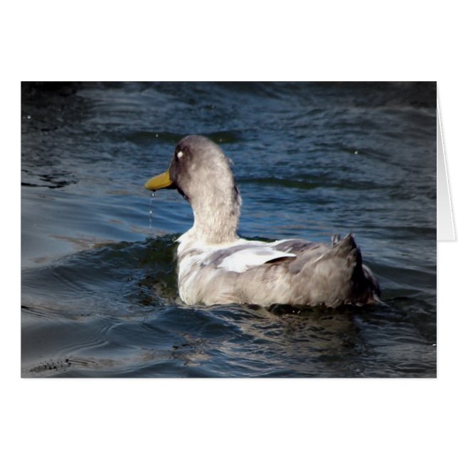 Pato en el agua (Anverso (Horizontal))