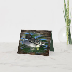 Pato En El Lago