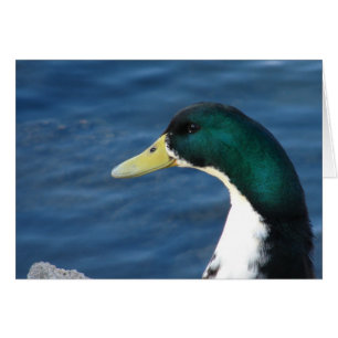 Pato en el parque