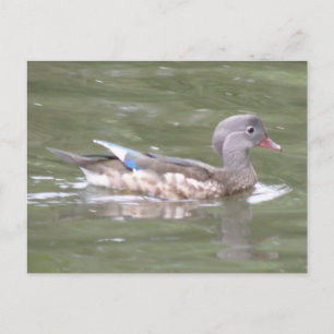 Pato en la postal del lago