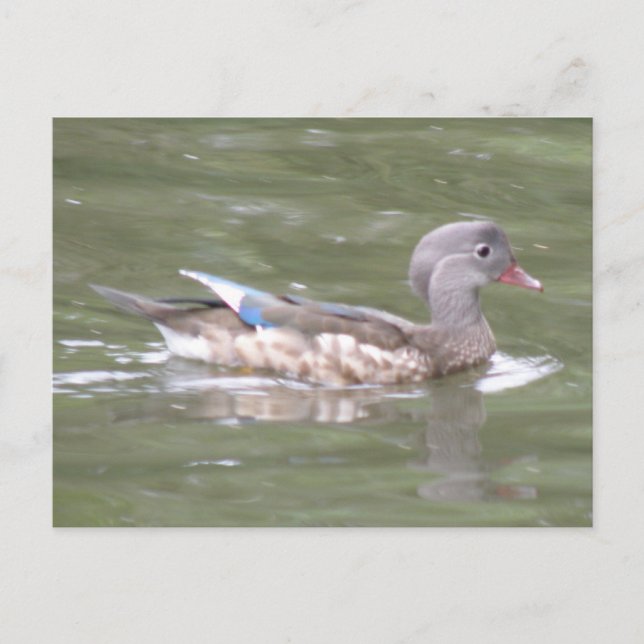 Pato en la postal del lago (Anverso)