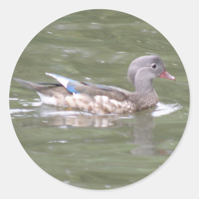 Pato en los Pegatinas del lago (Anverso)