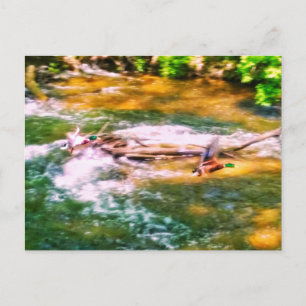 PATO EN POSTAL DE VUELO