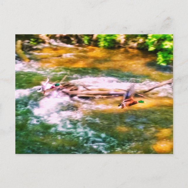 PATO EN POSTAL DE VUELO (Anverso)