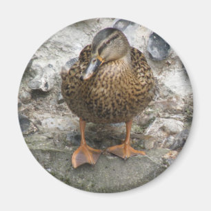Pato en un imán de pared