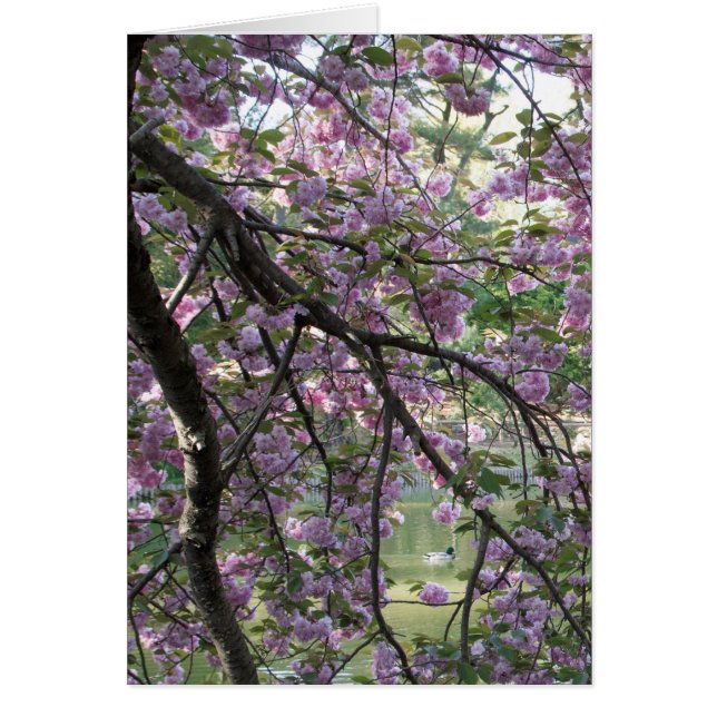 Pato entre las flores de cerezo (Frente)