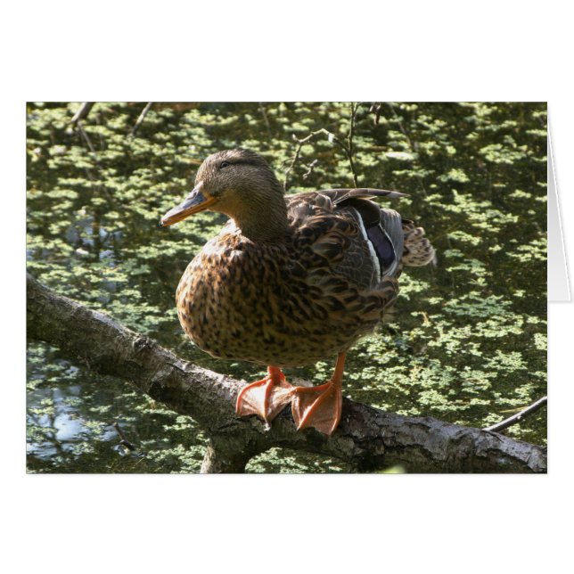 Pato feliz (Anverso (Horizontal))