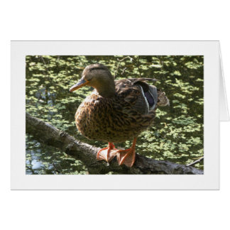 Pato feliz (de largo alcance)