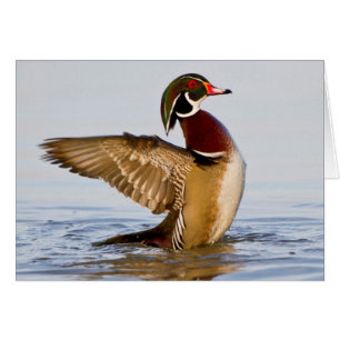 Pato joya macho aleteando en humedal