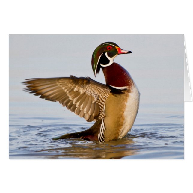 Pato joya macho aleteando en humedal (Anverso (Horizontal))