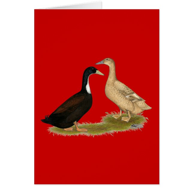 Pato lentador híbrido (Frente)