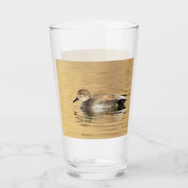 Pato macho de Gadwall (Anverso)