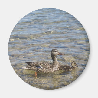 Pato madre e imán para bebés