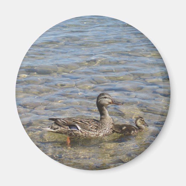 Pato madre e imán para bebés (Frente)