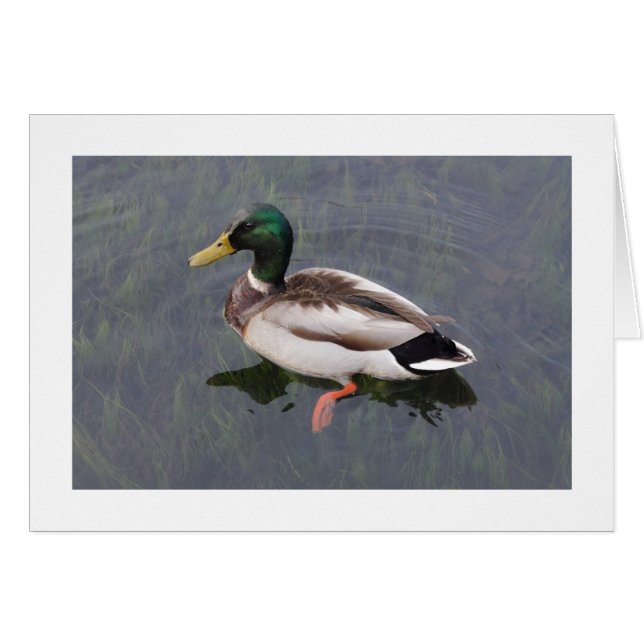 Pato Mallard (Bordeado) (Anverso (Horizontal))