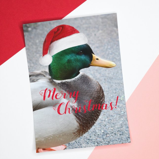 Pato Mallard con tarjeta de vacaciones Red Santa H (In Situ)