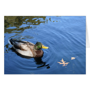 Pato Mallard del Conservatorio de Agua de Central