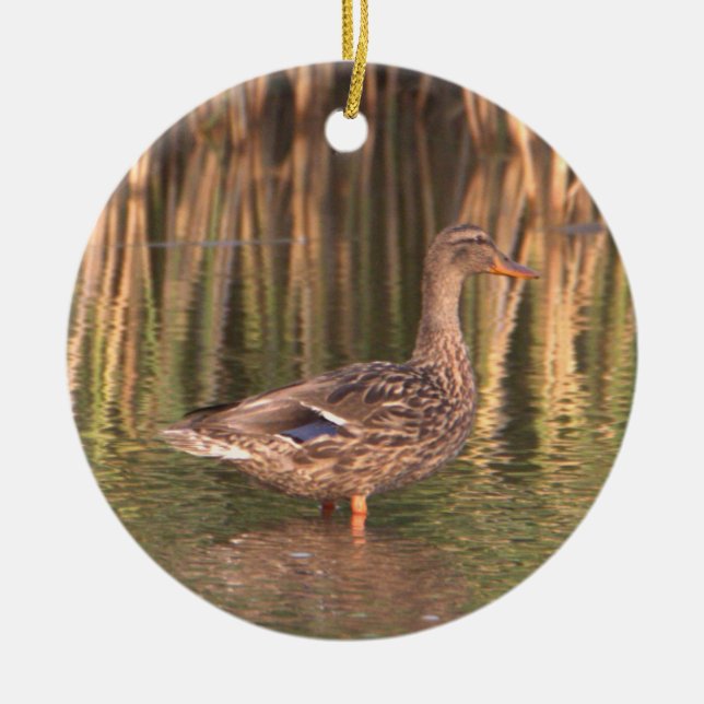 Pato Mallard en ornamento de agua (Frente)