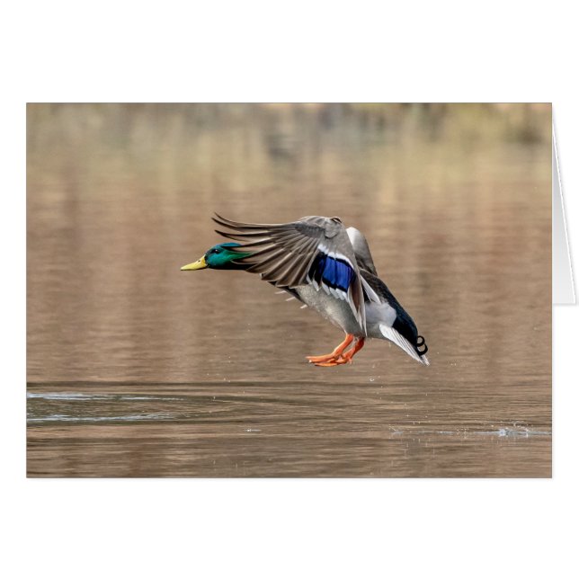 Pato Mallard en vuelo (Anverso (Horizontal))