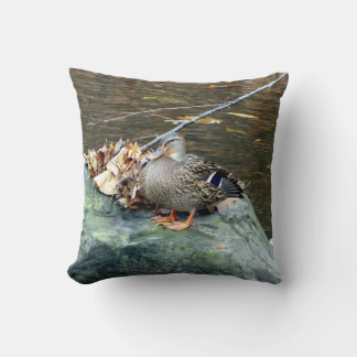Pato mallard (hembra) sobre almohada de roca mossy