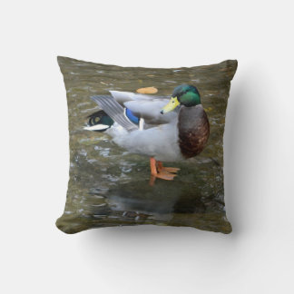 Pato mallard (macho) en almohada arropada
