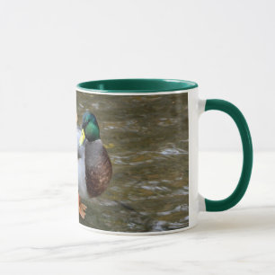 Pato mallard macho en jarra transparente