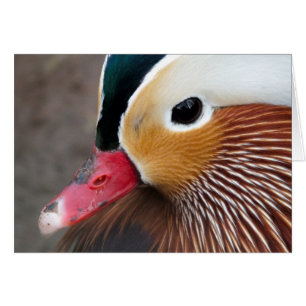 Pato Mandarin