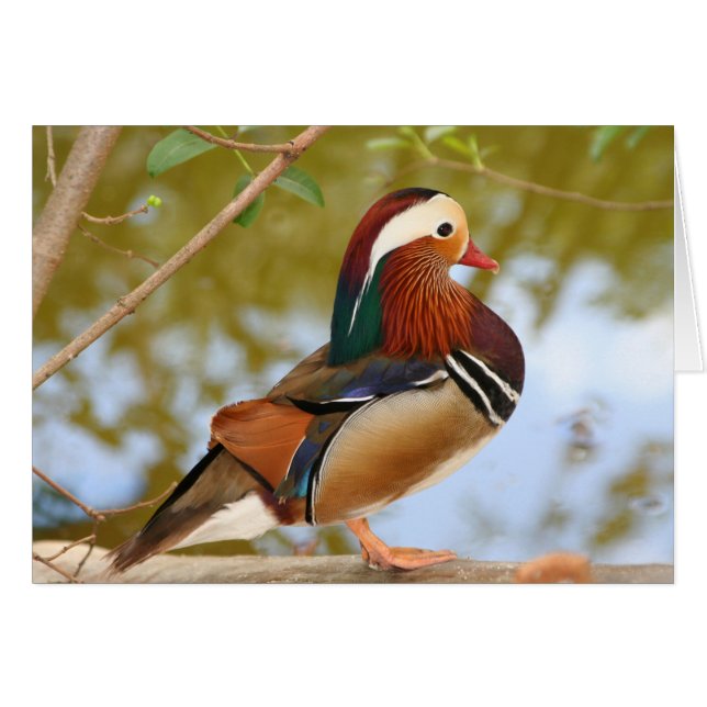 Pato Mandarin (Anverso (Horizontal))