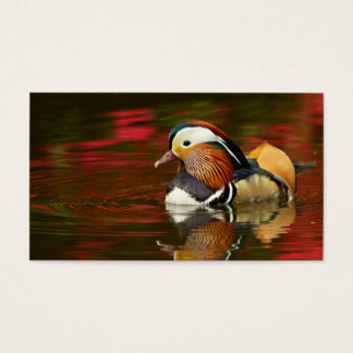 Pato Mandarin