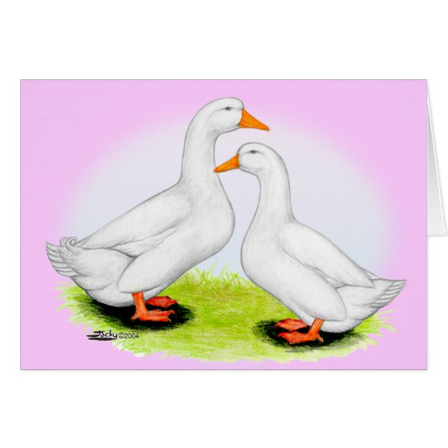 Pato: Pekins Blancos (Anverso (Horizontal))