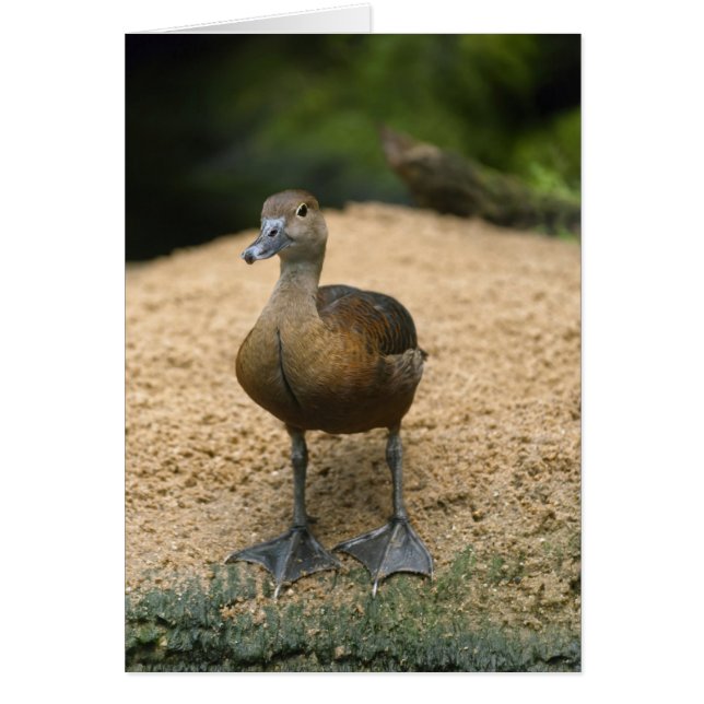Pato pequeño curioso (Frente)