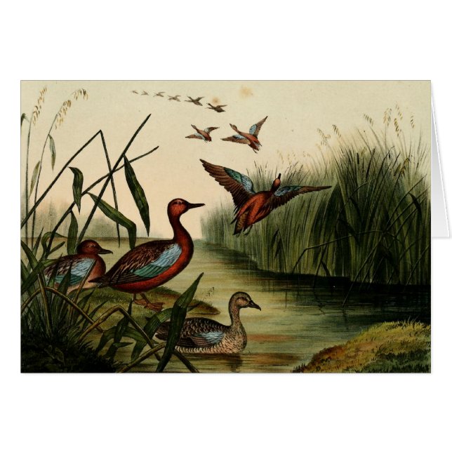 Pato rojo del trullo de Breasted (Anverso (Horizontal))