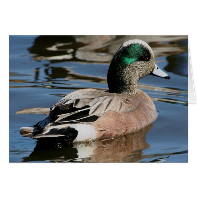 Pato silbón americano (Anverso (Horizontal))