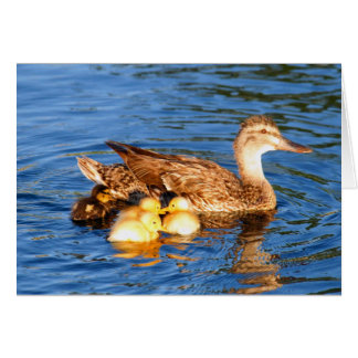 Pato silvestre de la madre con sus duckllings